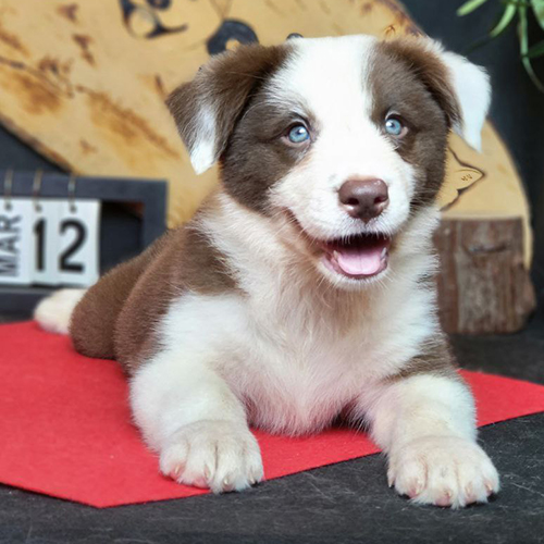 Chú chó Border Collie màu nâu đỏ, mắt xanh lam nổi bật, nằm thư giãn trên nền thảm đỏ