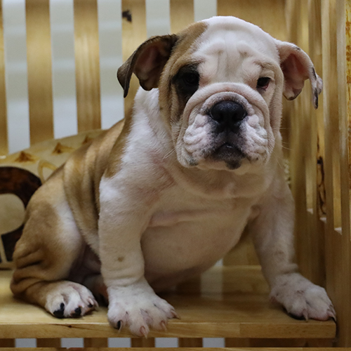 Chó Bulldog Anh màu vàng trắng đang đứng trong chuồng gỗ, khuôn mặt nhăn đặc trưng.