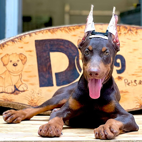 Chó Doberman con tên Tyson ngồi trước bảng hiệu thương hiệu thú cưng, tai cắt dựng.
