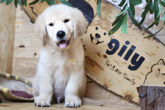 Chó Golden Retriever thuần chủng tại Chomeocanh.com