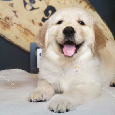 Nếu bạn đang muốn mua một chú chó Golden thuần chủng, chất lượng với mức giá hợp lý nhất. Đừng bỏ qua bài viết này của Chomeocanh.com nhé!