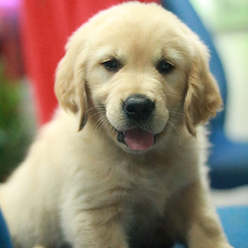 Golden Retriever Alonza 2 tháng tuổi, lông vàng óng mượt, ánh mắt thông minh và thân thiện