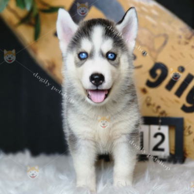 Hình ảnh chó Husky con có đôi mắt xanh