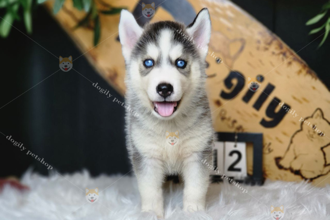 Hình hình họa chó Husky con cái sở hữu hai con mắt xanh