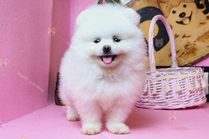 Hình ảnh một chú chó Pom với nụ cười "tỏa nắng" làm bao trái tim gục ngã