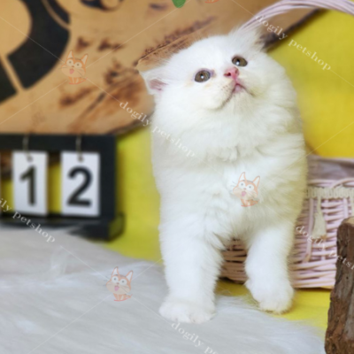 Những chú mèo Scottish Fold lông dài màu trắng đáng yêu có giá bán mềm hơn các dòng khác. Phù hợp để nuôi bầu bạn hoặc làm món quà ý nghĩa tặng bạn bè, người thân.