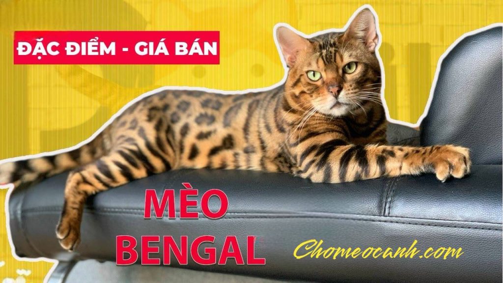 Đặc điểm, giá bán mèo Bengal bao nhiêu tiền
