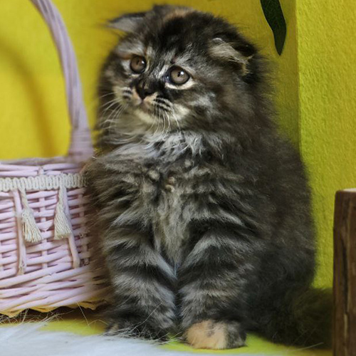Mèo Scottish Fold lông dài màu tabby sang trọng.