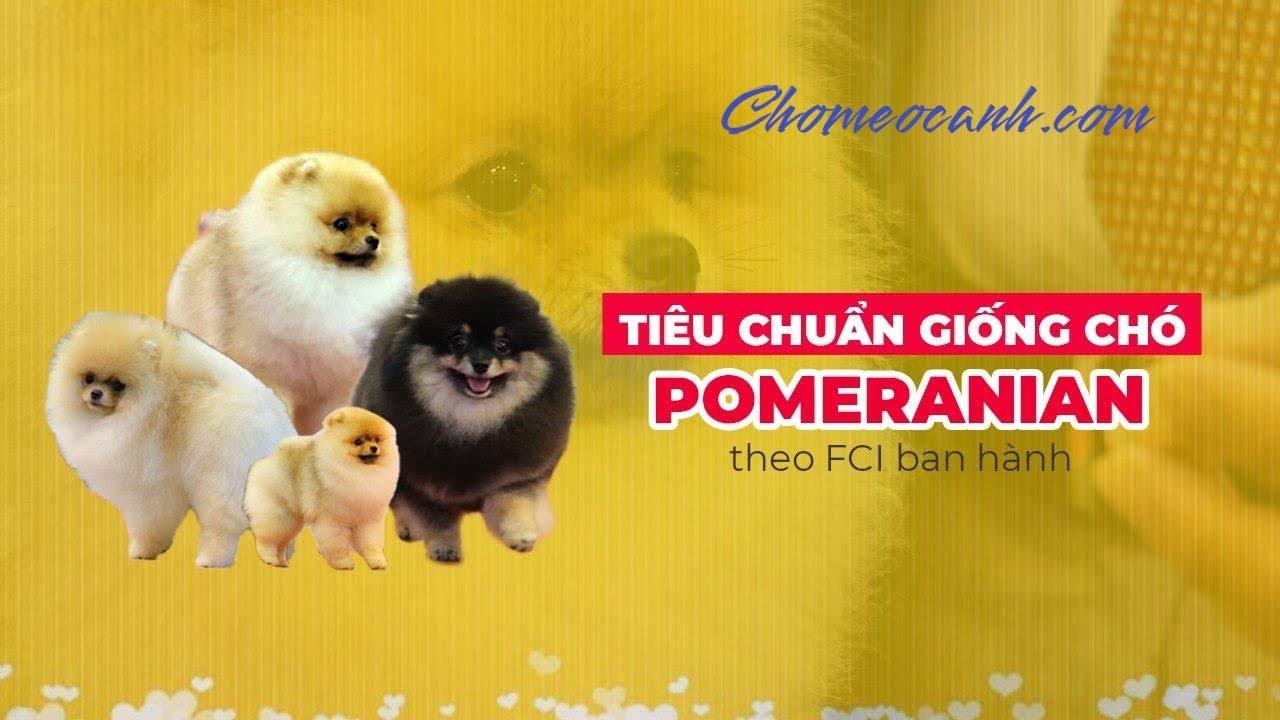 Tiêu chuẩn giống chó Phốc sóc Pomeranian