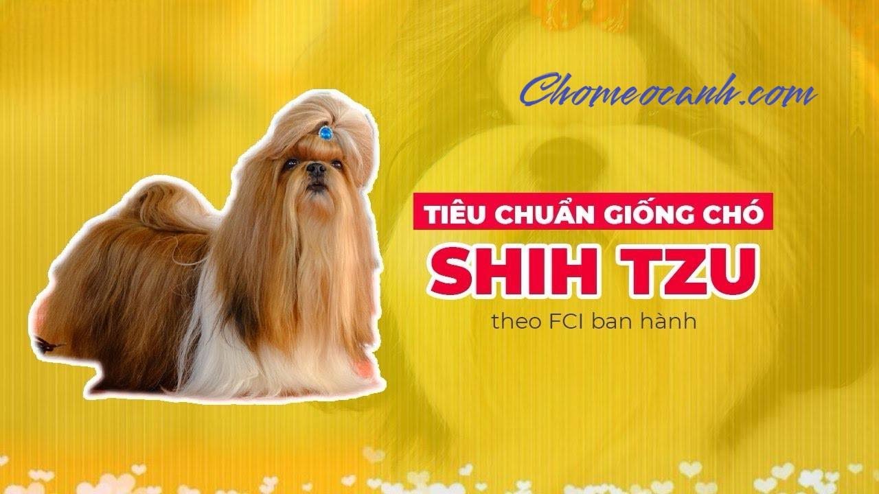 Tiêu chuẩn giống chó Shih Tzu