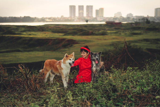 Akita Inu - Giống chó đứng đầu danh sách Quốc Khuyển Nhật Bản