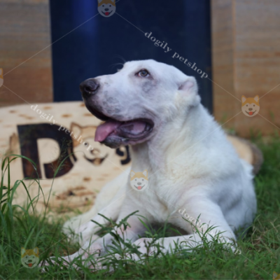 Chó Alabai màu trắng 3 tháng tuổi