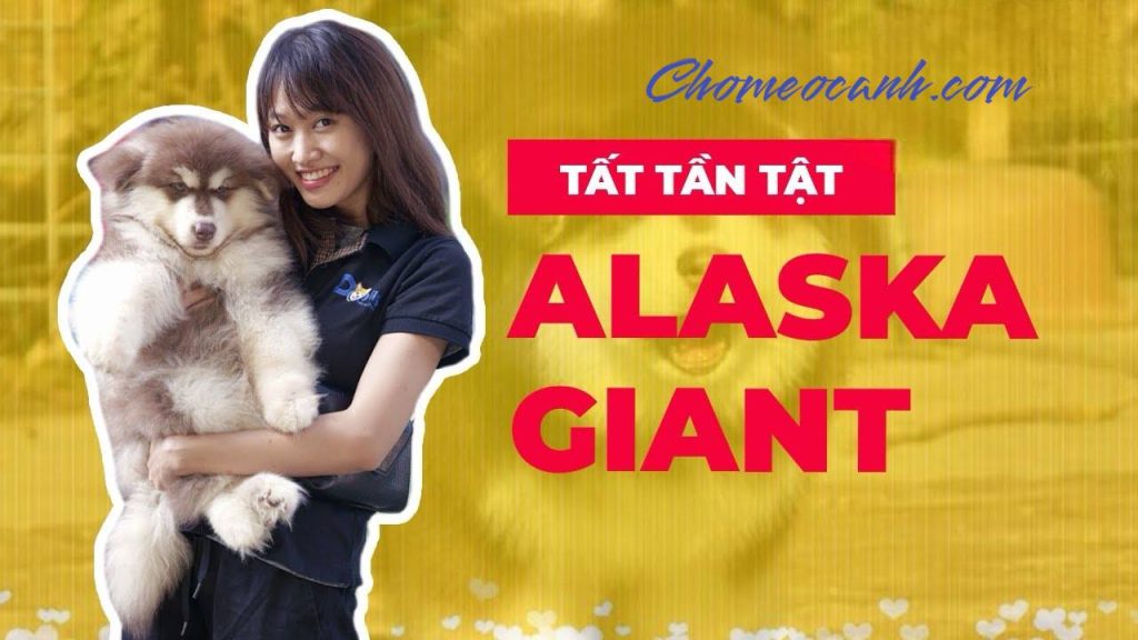 Chó Alaska Giant