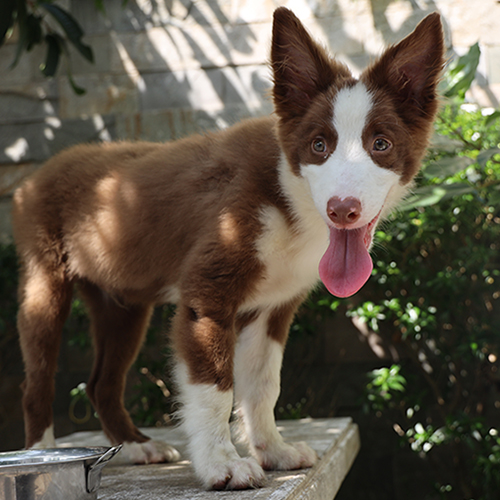 Chó Border Collie lông nâu trắng, tai dựng, ánh mắt lanh lợi, dáng đứng oai vệ dưới nắng.