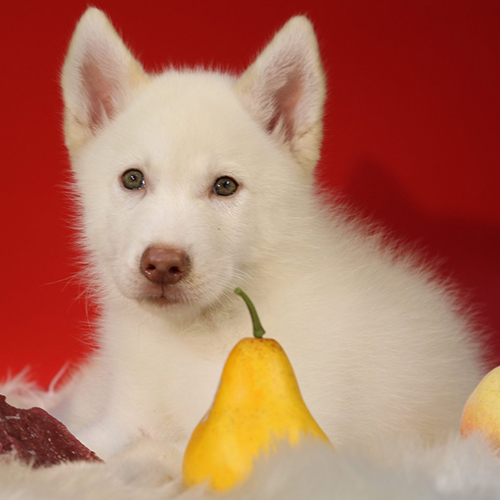 Chó Husky trắng nằm thư giãn trên tấm lông trắng mềm mại