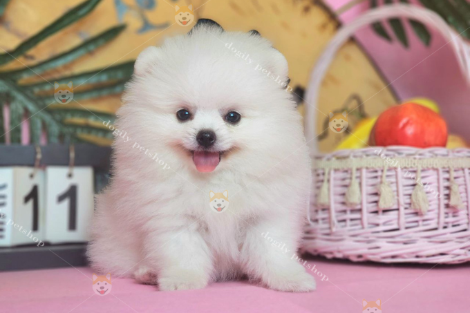 Một bé cún Phốc Sóc trắng cực đáng yêu và xinh xắn