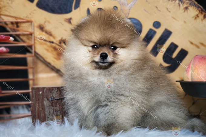 Hình ảnh một chú chó Pomeranian mặt gấu mõm đen, lông màu vàng sable tại Chomeocanh.com