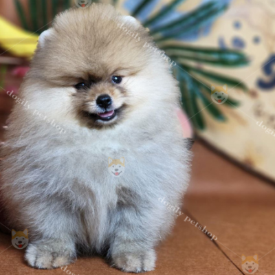 Hình ảnh một bé chó Phốc Sóc màu vàng tại Chomeocanh.com