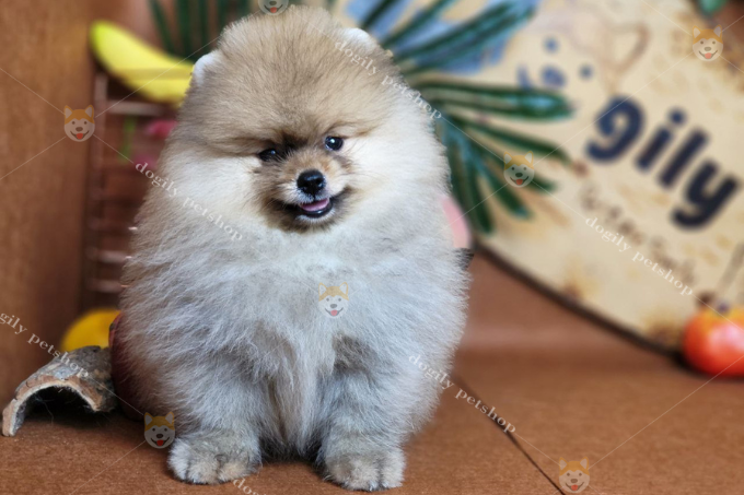 Hình ảnh một bé chó Phốc Sóc màu vàng tại Chomeocanh.com