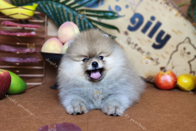 Chó phốc sóc vàng siêu cute