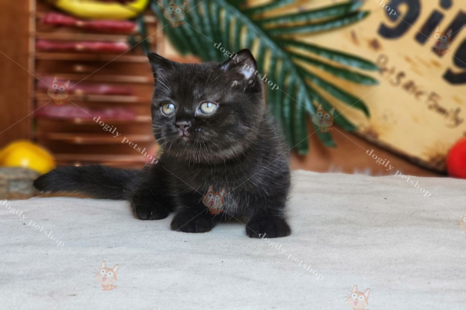 Mèo Munchkin đen được tìm thấy vào những năm 1940