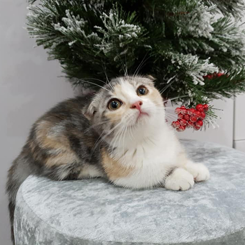 Mèo Munchkin chân ngắn màu tam thể đáng yêu bên cây thông Noel