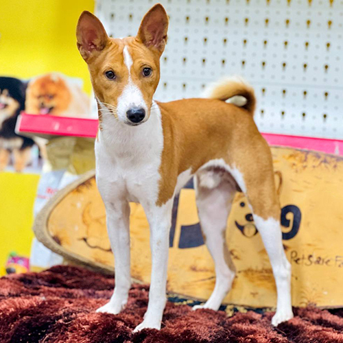 Chó Basenji Nylah 6 tháng tuổi đứng tạo dáng trước kệ thức ăn thú cưng