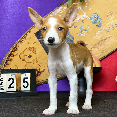 Chó con Basenji Marnie ngồi nghiêm trang trước bảng tên và giỏ trái cây