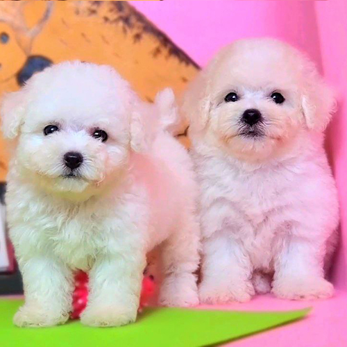 Hai bé Bichon Frise trắng đáng yêu đứng cạnh nhau trên nền hồng