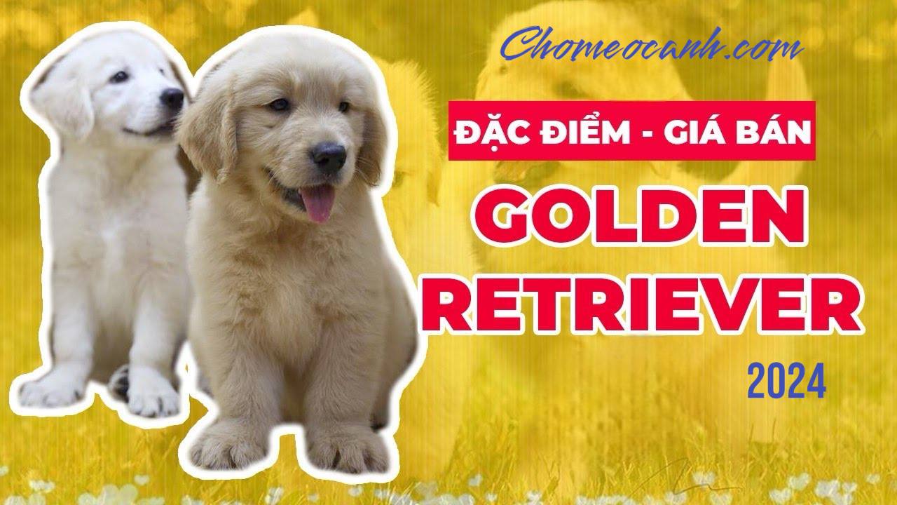 Chó Golden Retriever - Nguồn gốc, đặc điểm, cách nuôi và giá bán 2024