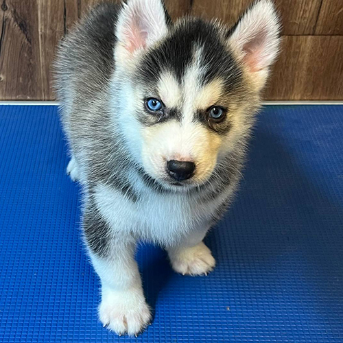 Chó Husky Siberian đen trắng mắt xanh ngầu và dễ thương