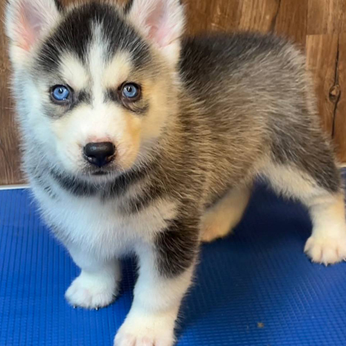 Chó Husky thuần chủng mắt xanh biểu cảm hài hước