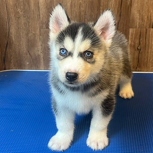 Chó Husky con đen trắng mắt xanh đứng trên bàn màu xanh