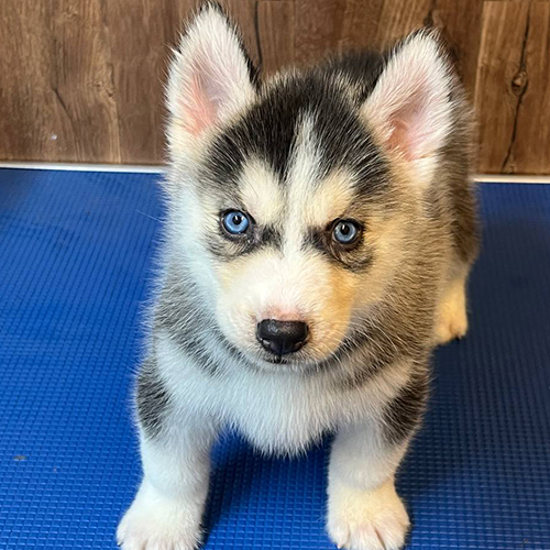Chó Husky con lông đen trắng mắt xanh siêu ngầu đứng trên sàn nhựa xanh