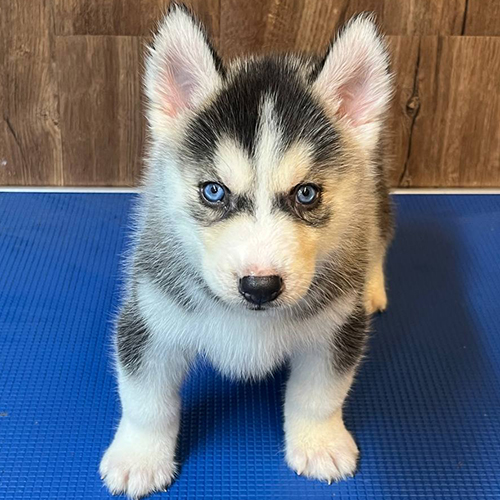 Chó Husky con màu đen trắng với đôi mắt xanh xếch đặc trưng đang đứng trên thảm cao su