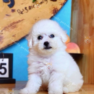 Chó Poodle tiny trắng