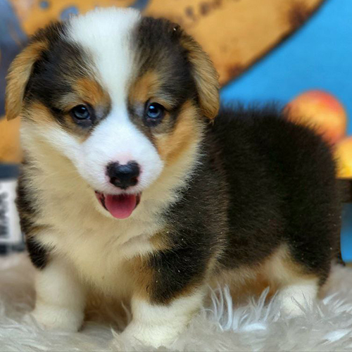 Chó Corgi ba màu chân ngắn đang đứng trên thảm lông trắng