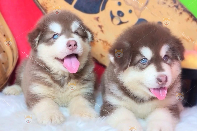 Hai bé chó Alaska 2 tháng tuổi màu nâu đỏ đang bán tại Chomeocanh.com