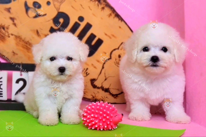 Cặp đôi chó mini Bichon