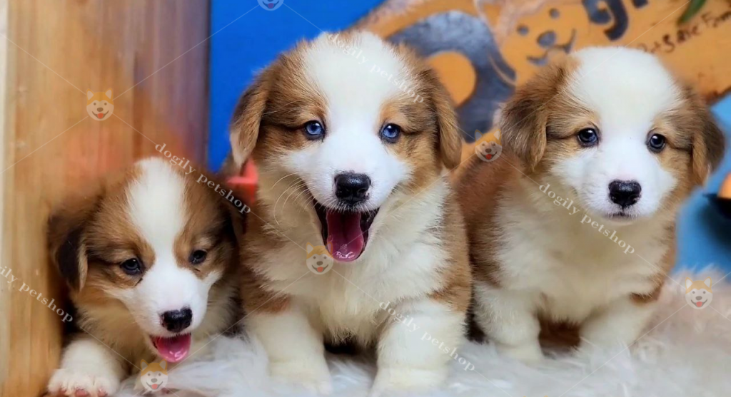 Mật Pet Family chó Corgi - thương hiệu nổi tiếng trong lĩnh vực dịch vụ thú cưng