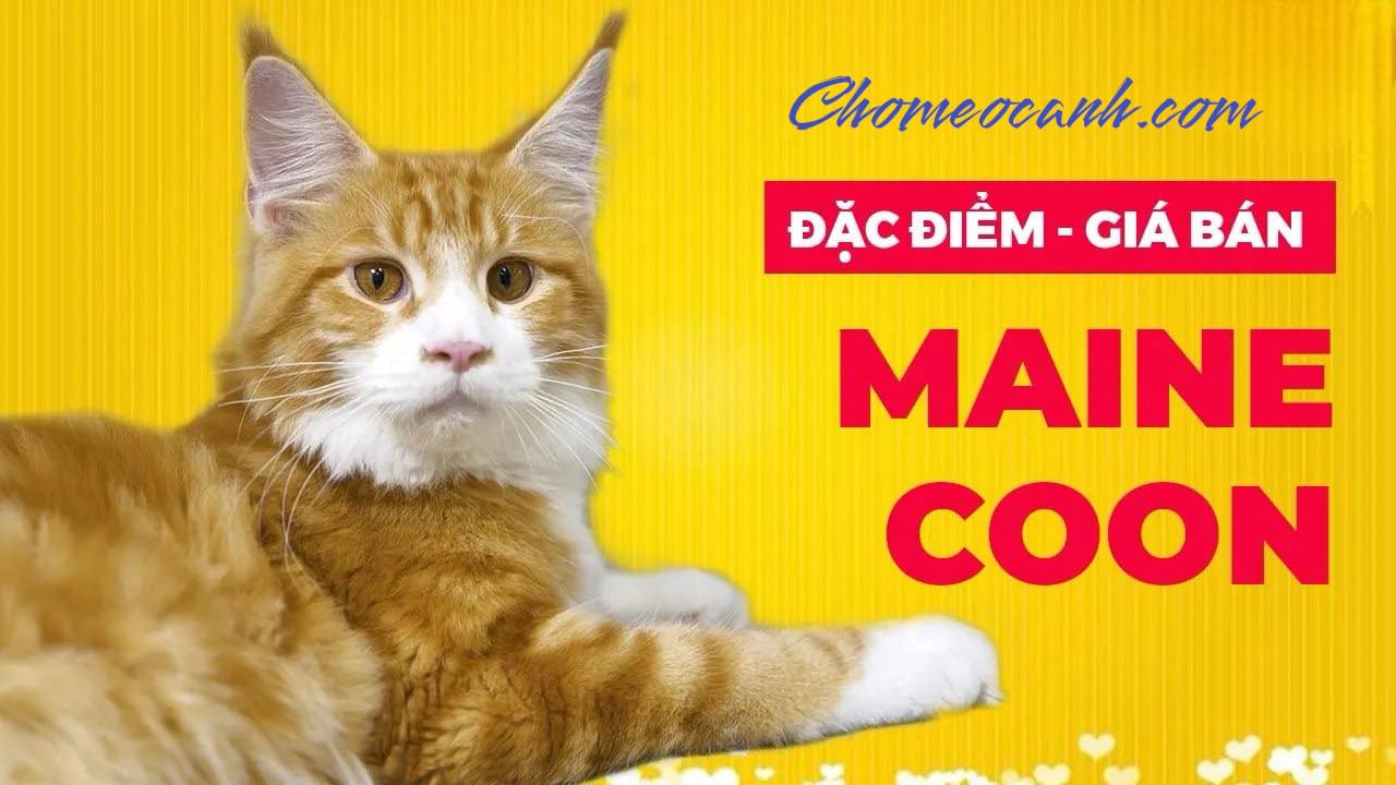 Mèo Maine Coon - Nguồn gốc, đặc điểm, cách nuôi & giá bán 2024