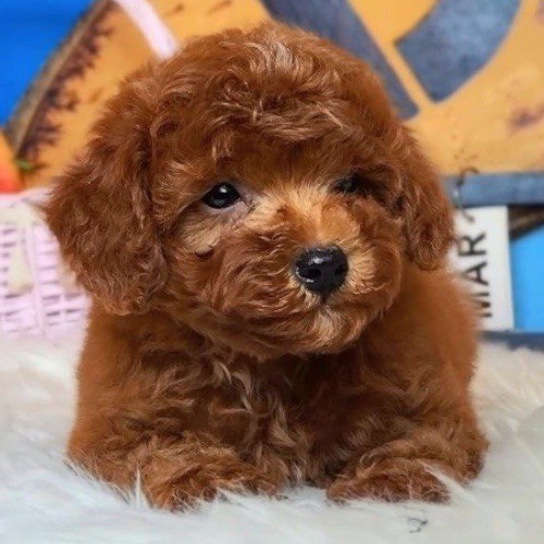Chó Poodle lông nâu đỏ rực rỡ, nổi bật với sự đam mê và năng lượng tràn đầy.