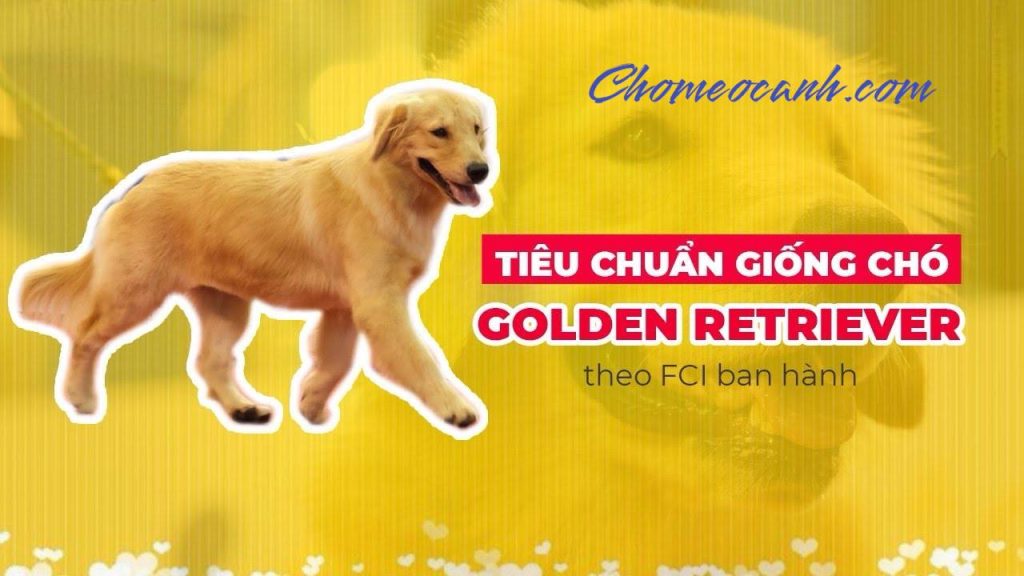 Tiêu chuẩn giống chó Golden Retriever thuần chủng