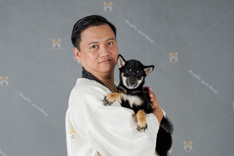 Ảnh 1: Shiba Inu - giống chó bản địa của nước Nhật