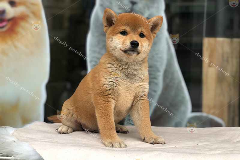 Ảnh 2: Một chú chó Shiba Inu thuần chủng