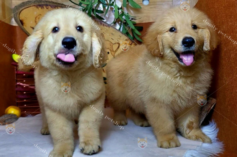 Chó Golden Retriever thuần chủng tại Chomeocanh.com
