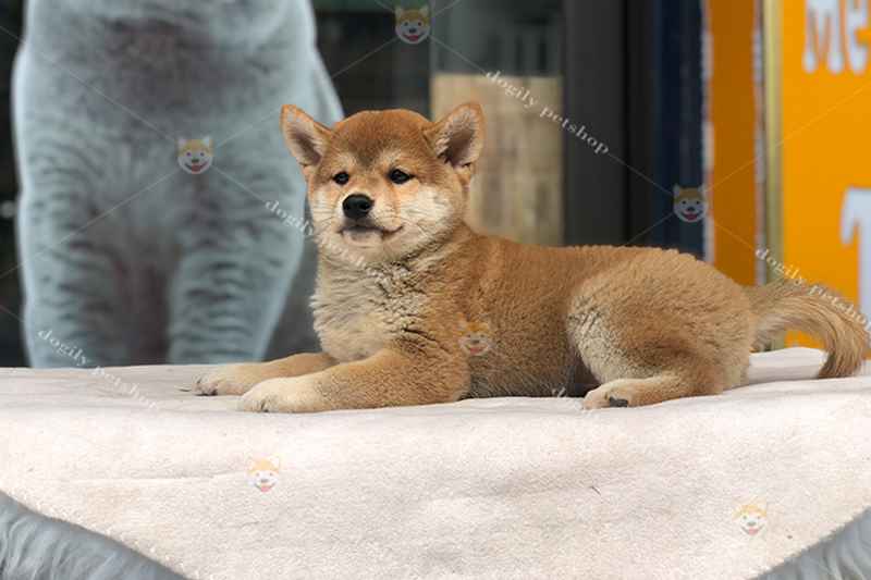 Ảnh 8: Chó Shiba Inu nên tiêm phòng ít nhất 4 mũi trong vòng 12 tháng đầu đời