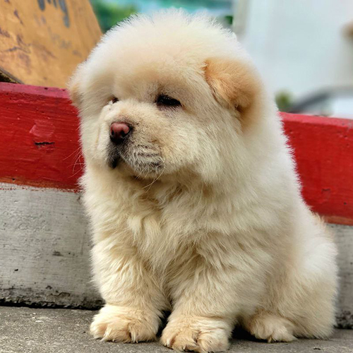 Chow Chow lông vàng kem mịn, dáng ngồi tròn trĩnh, mũi hồng, ngồi cạnh vỉa hè.