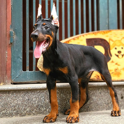 Chó Doberman con tên Pepper đứng oai vệ trên bậc thềm, tai đã cắt dựng.