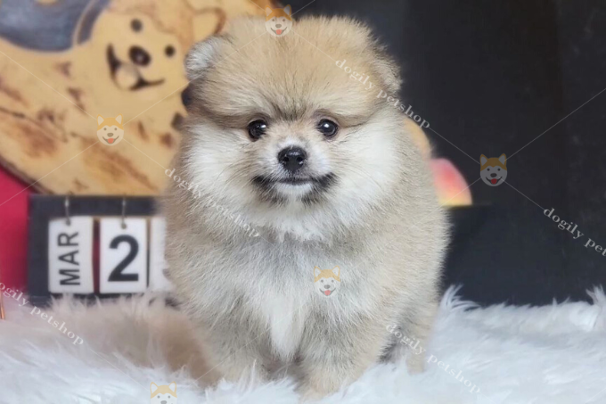 Chó Pomeranian size tiny 2 tháng tuổi nhà Chomeocanh.com